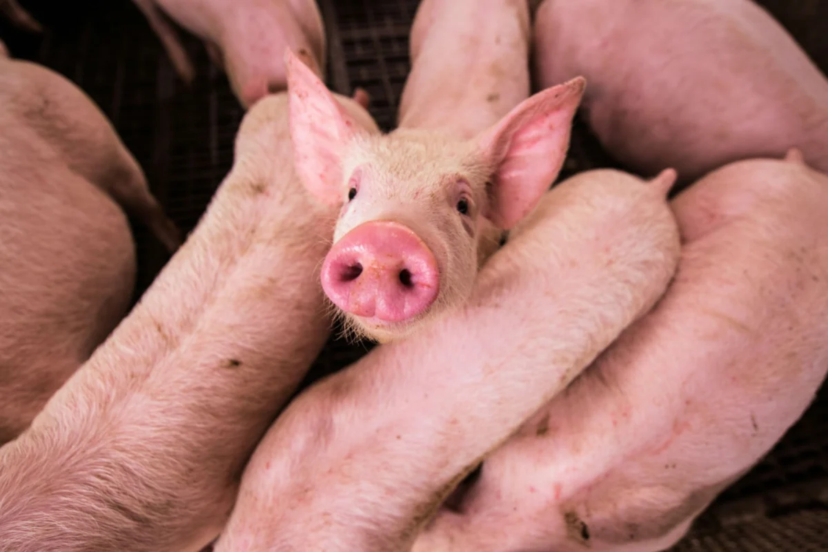 After 30 years of failure, the EU must enforce animal welfare law in pig meat production