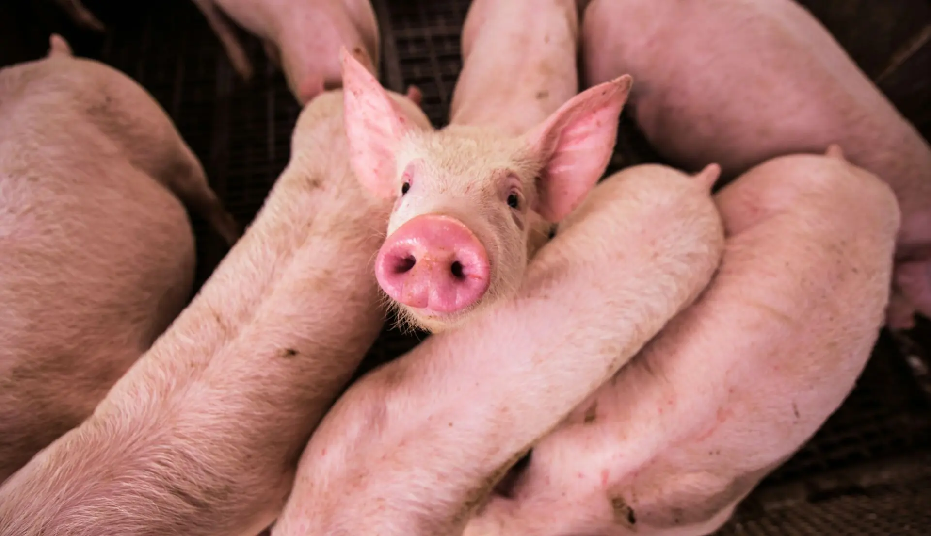 After 30 years of failure, the EU must enforce animal welfare law in pig meat production