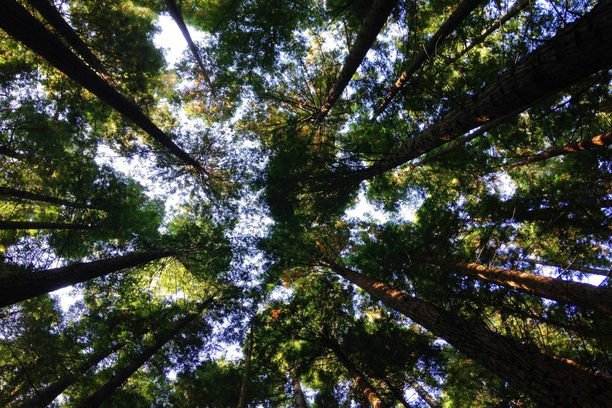 Policy Options for Negative emissions – setting the future EU agenda
