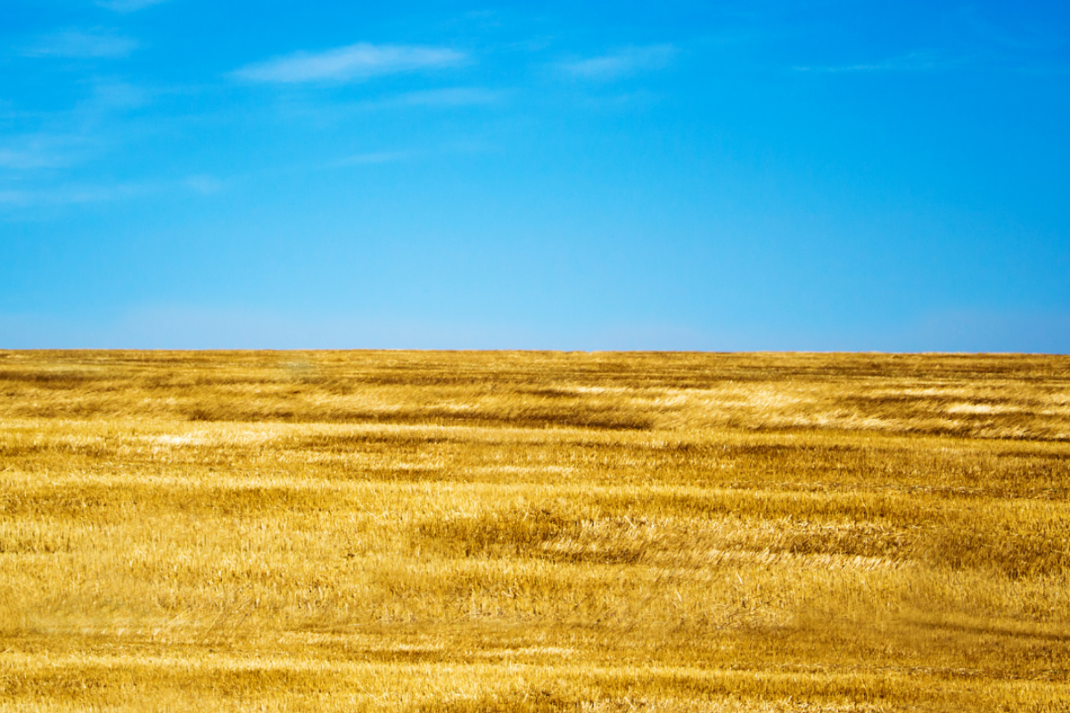 Ukraine’s agricultural recovery
