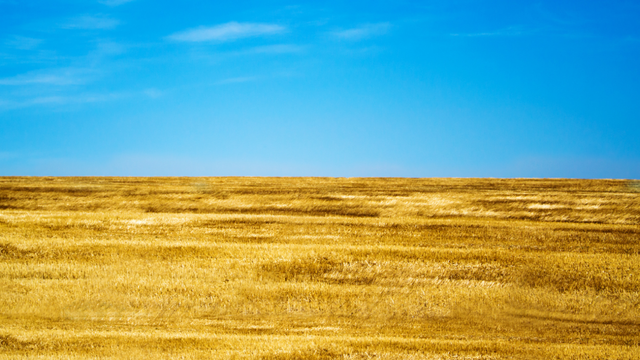 Ukraine’s agricultural recovery